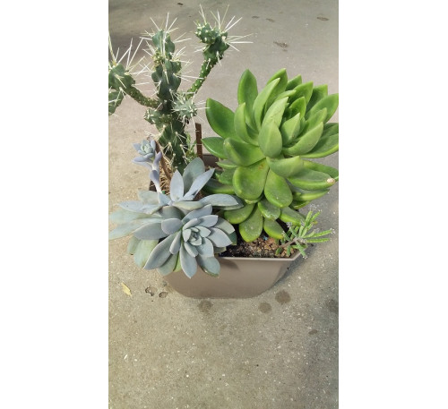 Граптопеталум парагвайський (graptopetalum paraguaise)